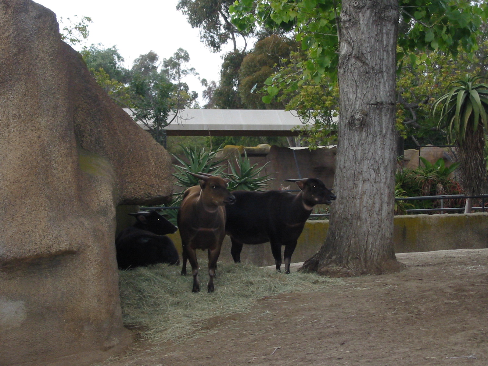 San Diego Zoo 2003 - Lowland Anoa