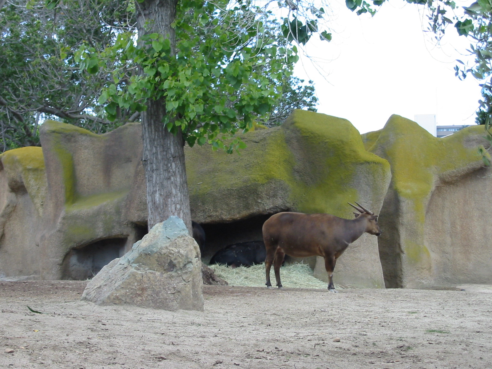 San Diego Zoo 2003 - Lowland Anoa