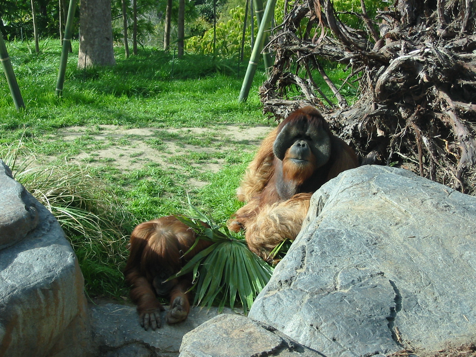 San Diego Zoo 2003 - Majestic Orangutan male and female