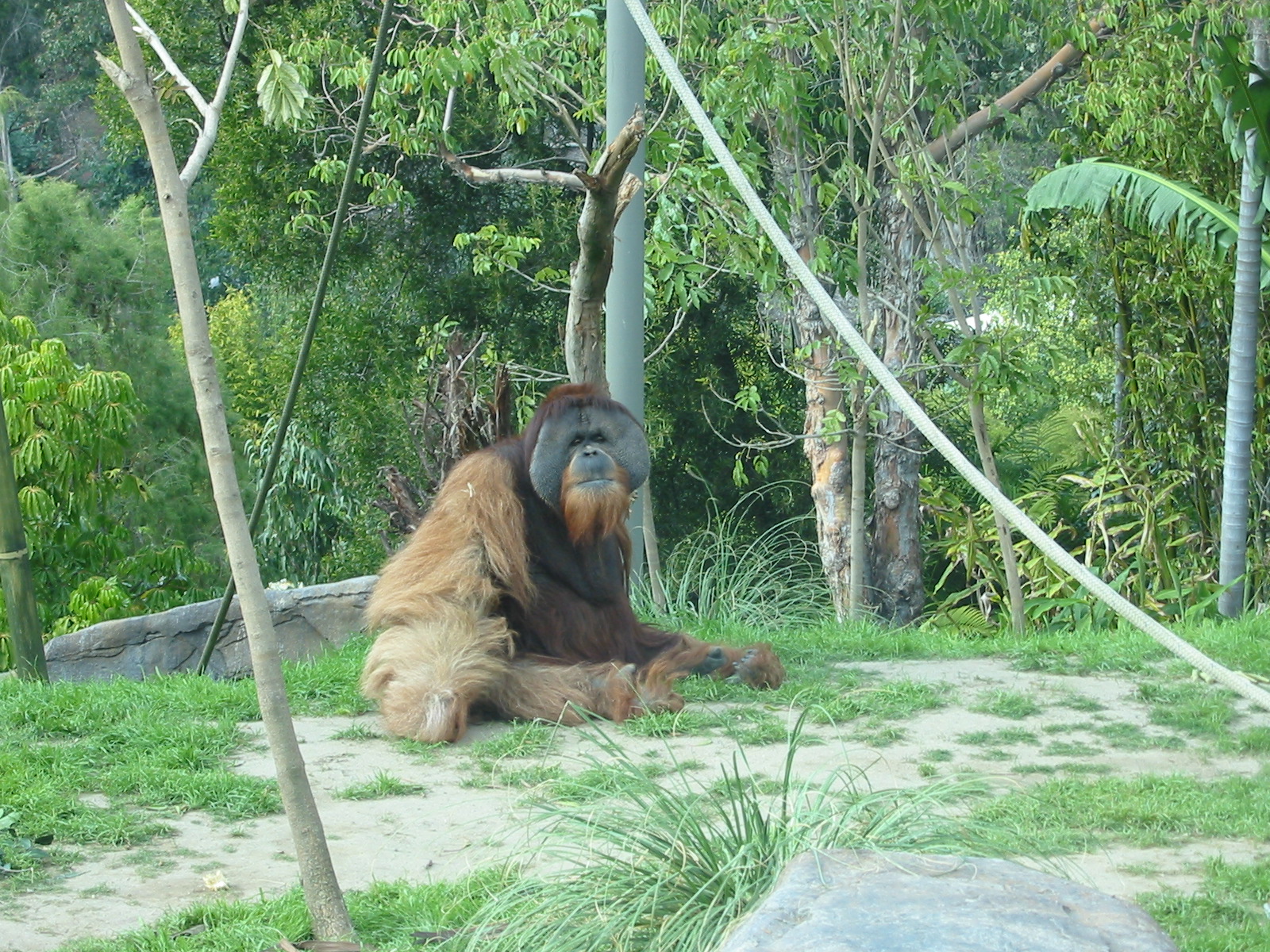 San Diego Zoo 2003 - Majestic Orangutan male