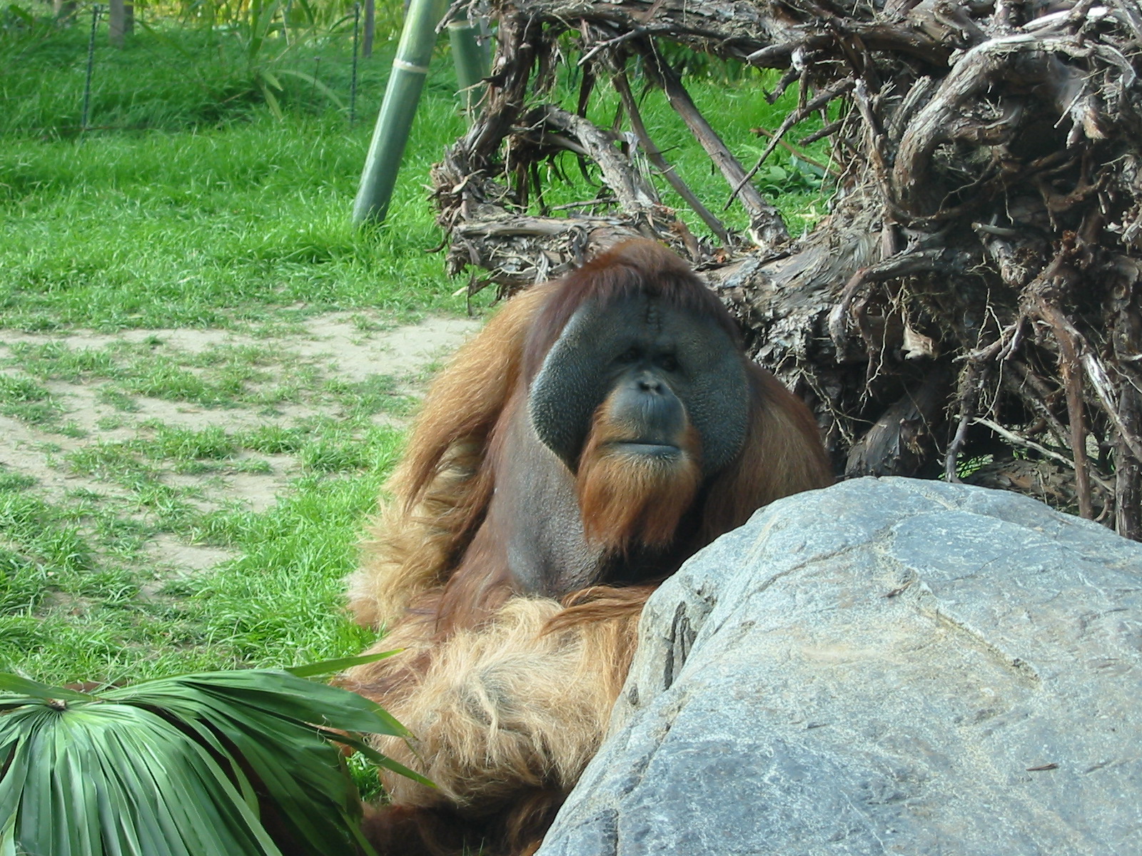 San Diego Zoo 2003 - Majestic Orangutan male