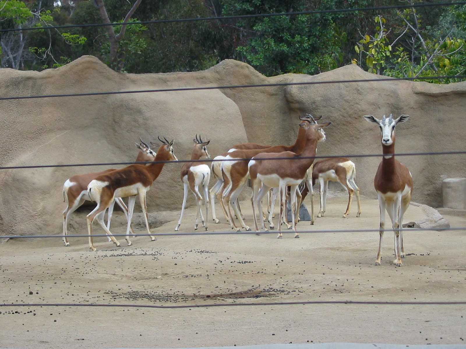 San Diego Zoo 2003 - Mhorr Gazelle group