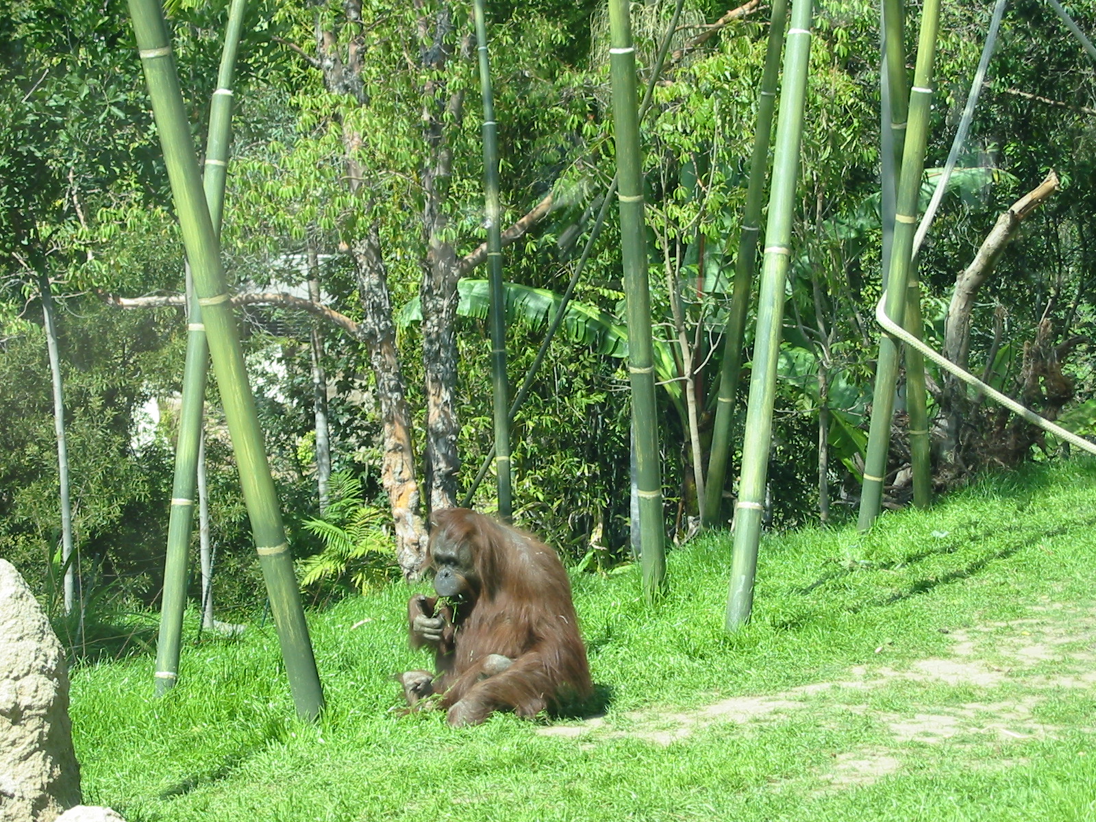 San Diego Zoo 2003 - Orangutan