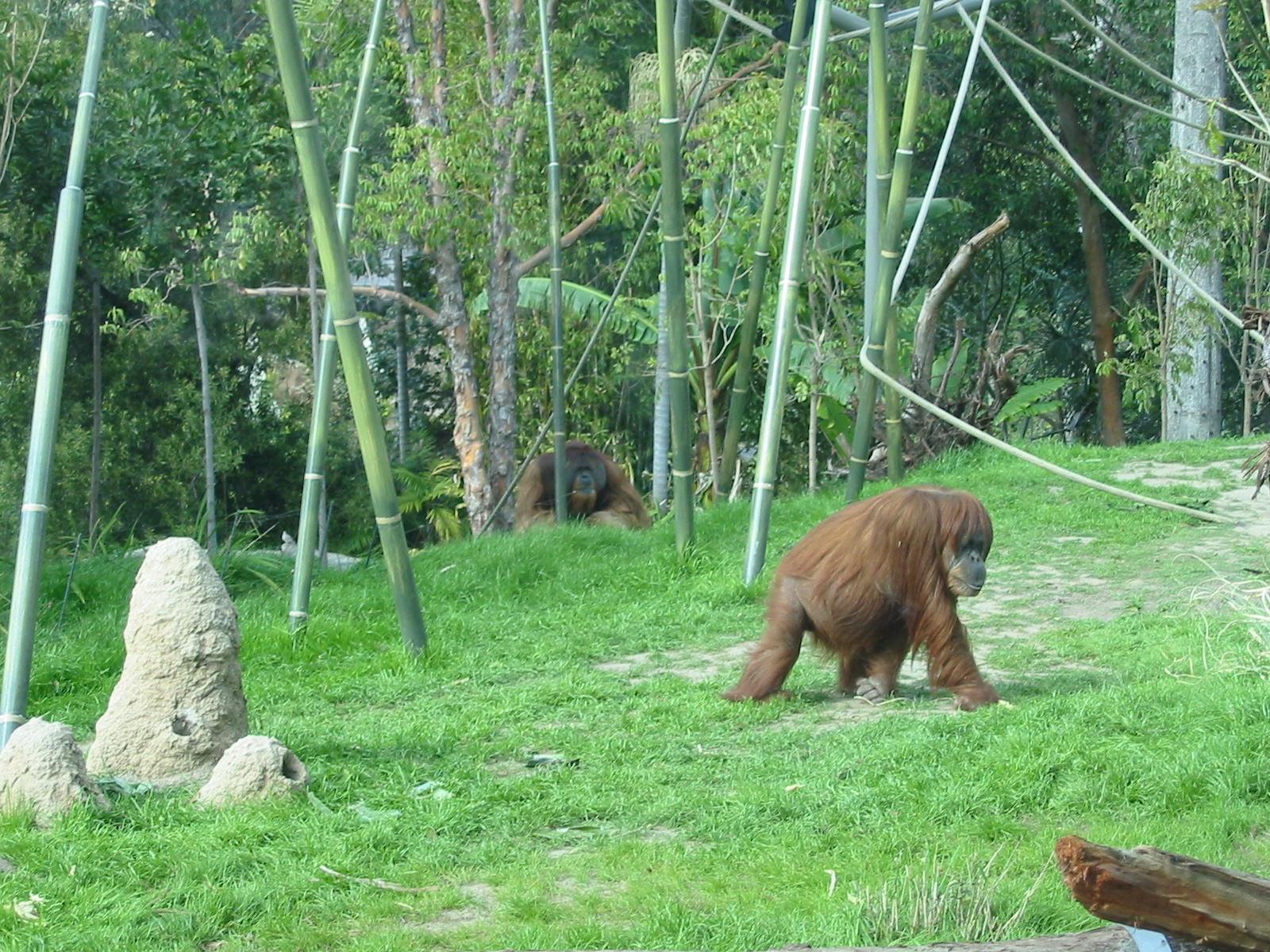 San Diego Zoo 2003 - Orangutans