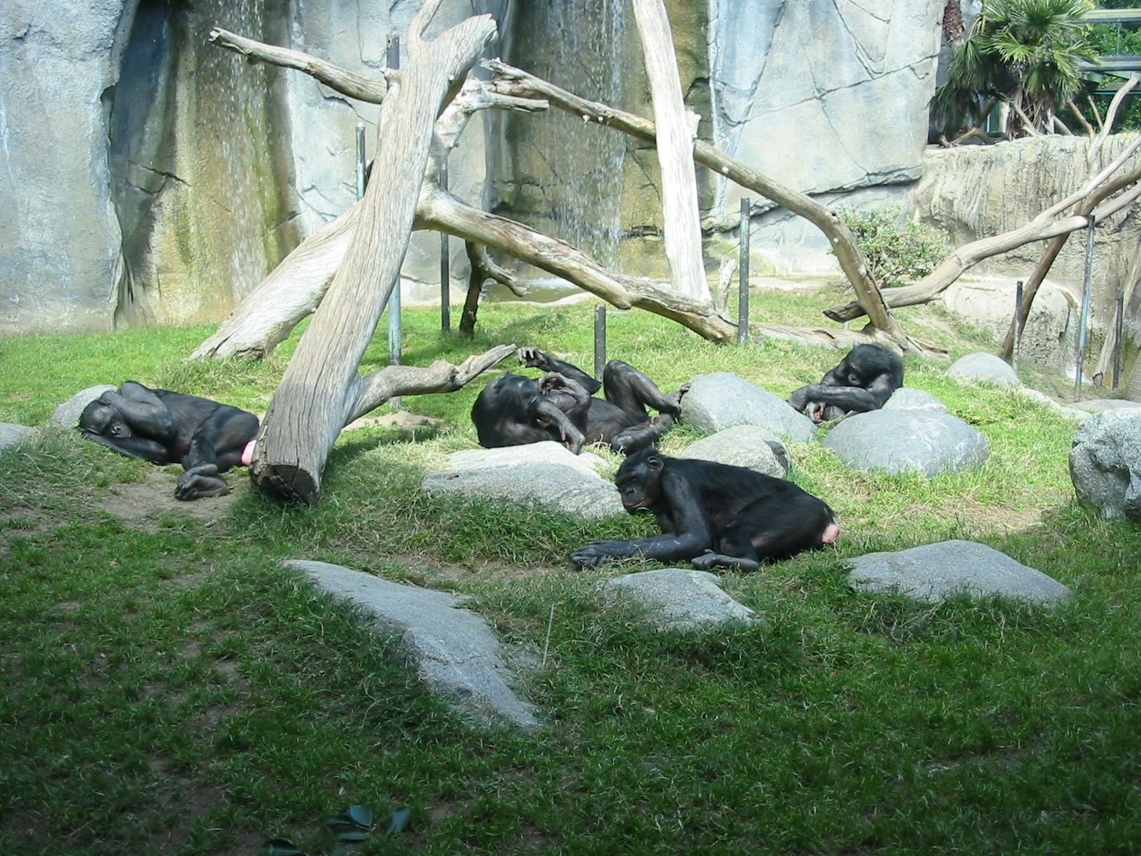 San Diego Zoo 2003 - Part of the Bonobo exhibit