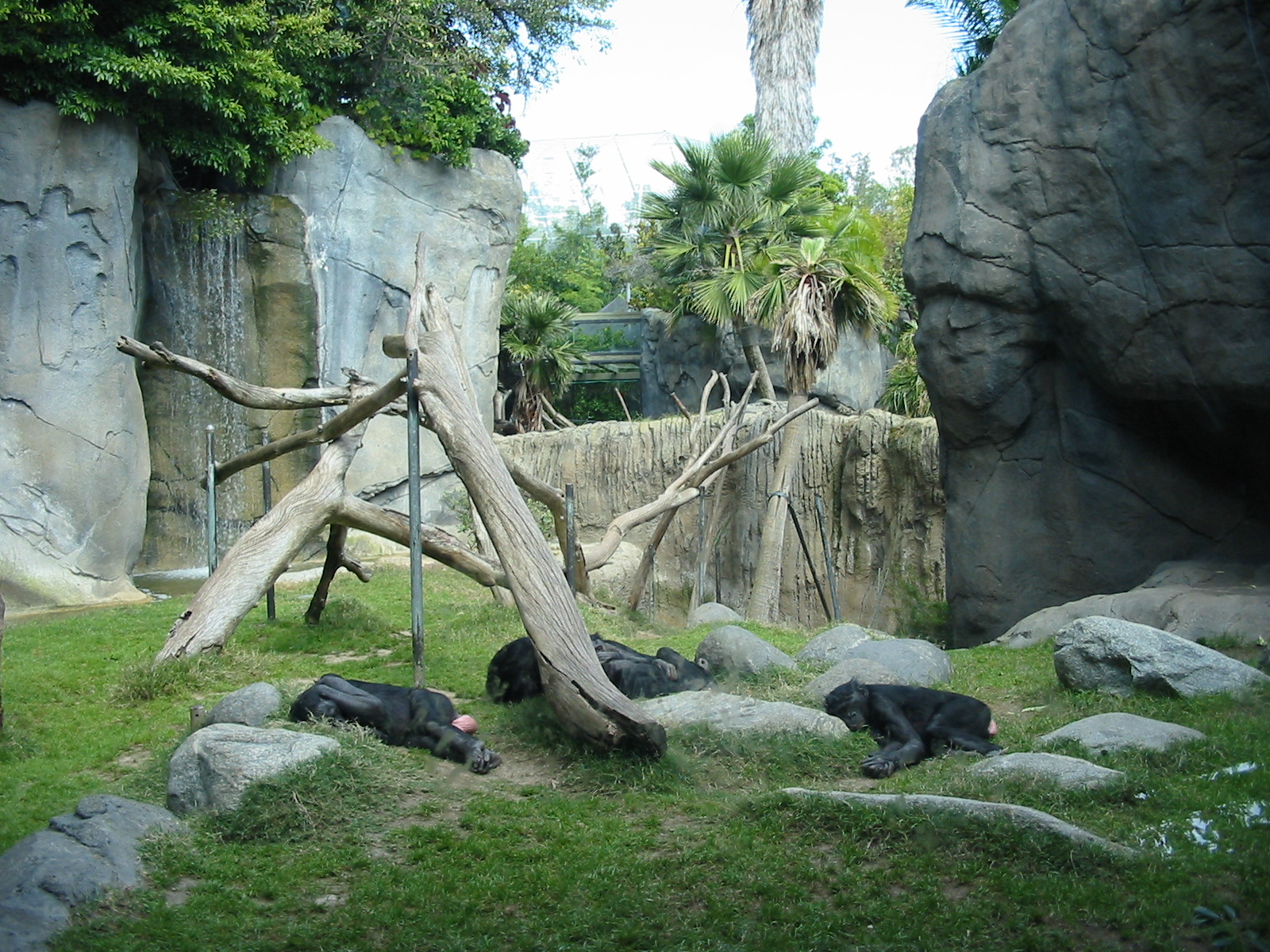 San Diego Zoo 2003 - Part of the Bonobo exhibit