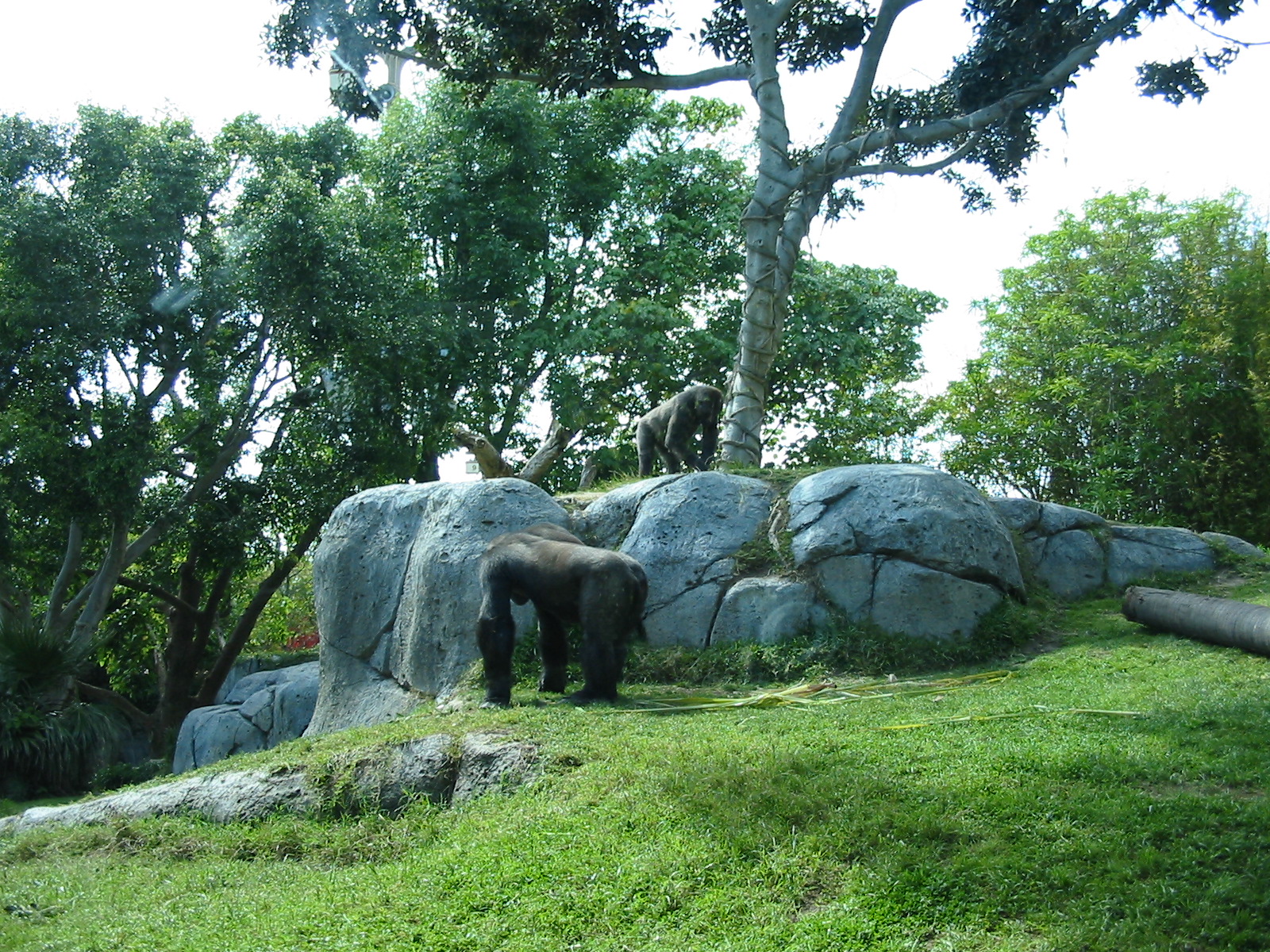 San Diego Zoo 2003 - Part of the Gorilla exhibit