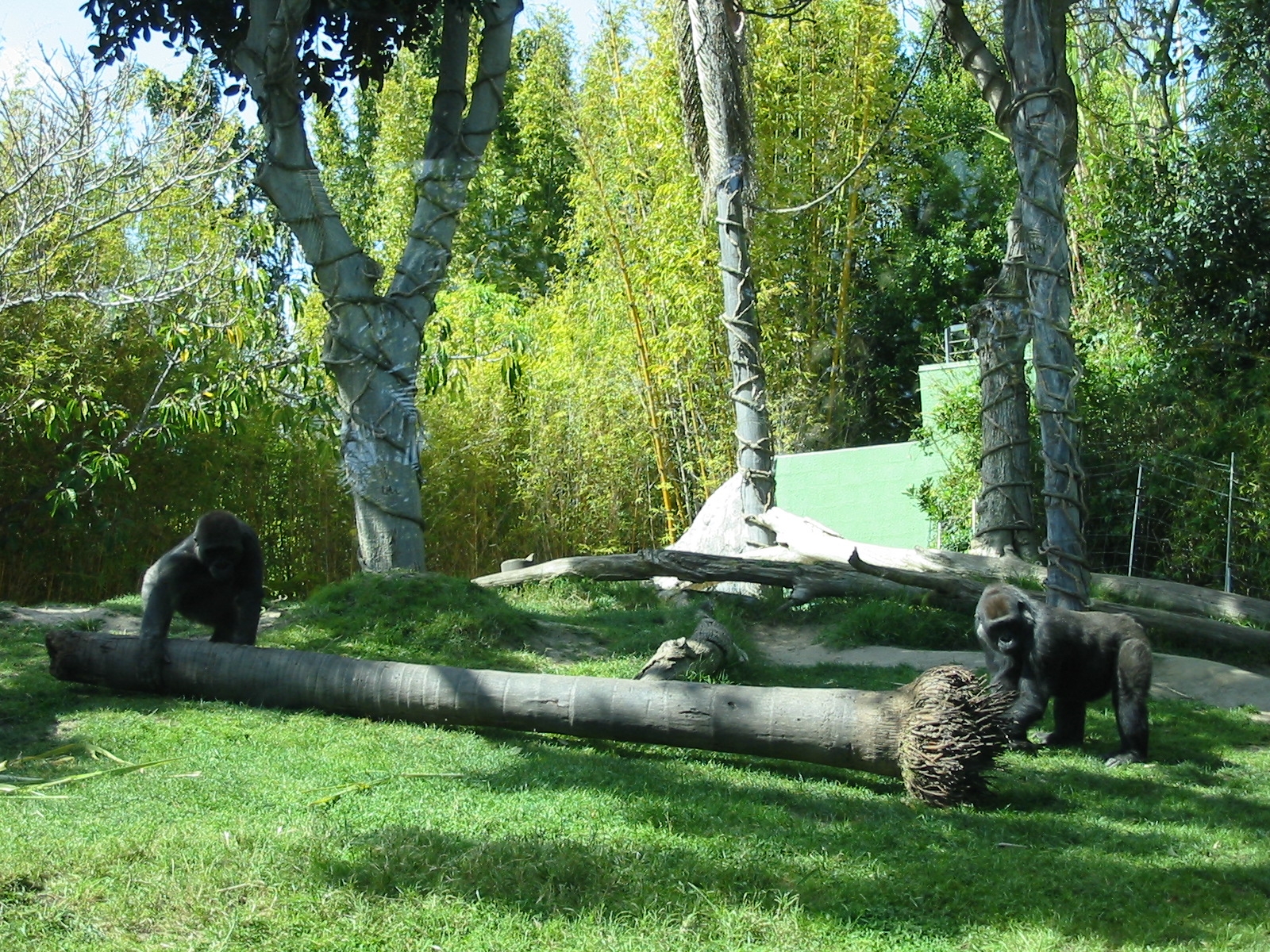 San Diego Zoo 2003 - Part of the Gorilla exhibit