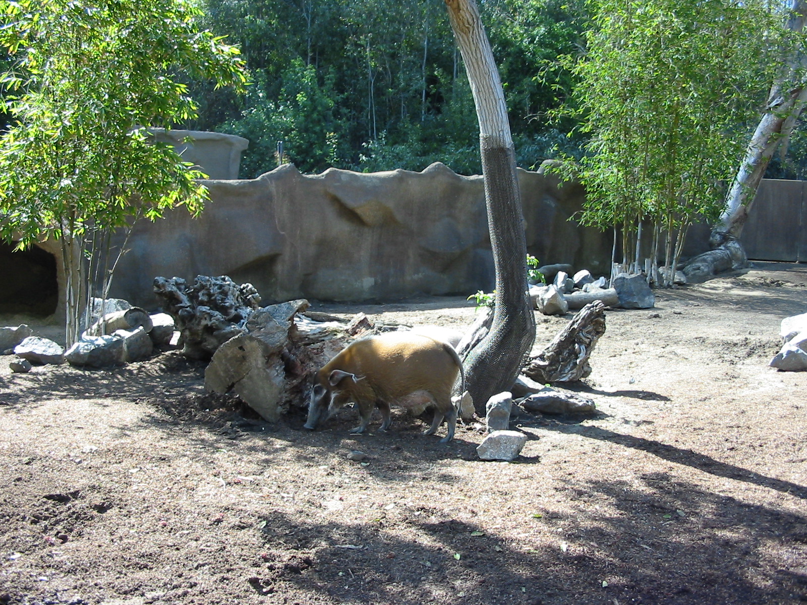 San Diego Zoo 2003 - Red River Hog exhibit