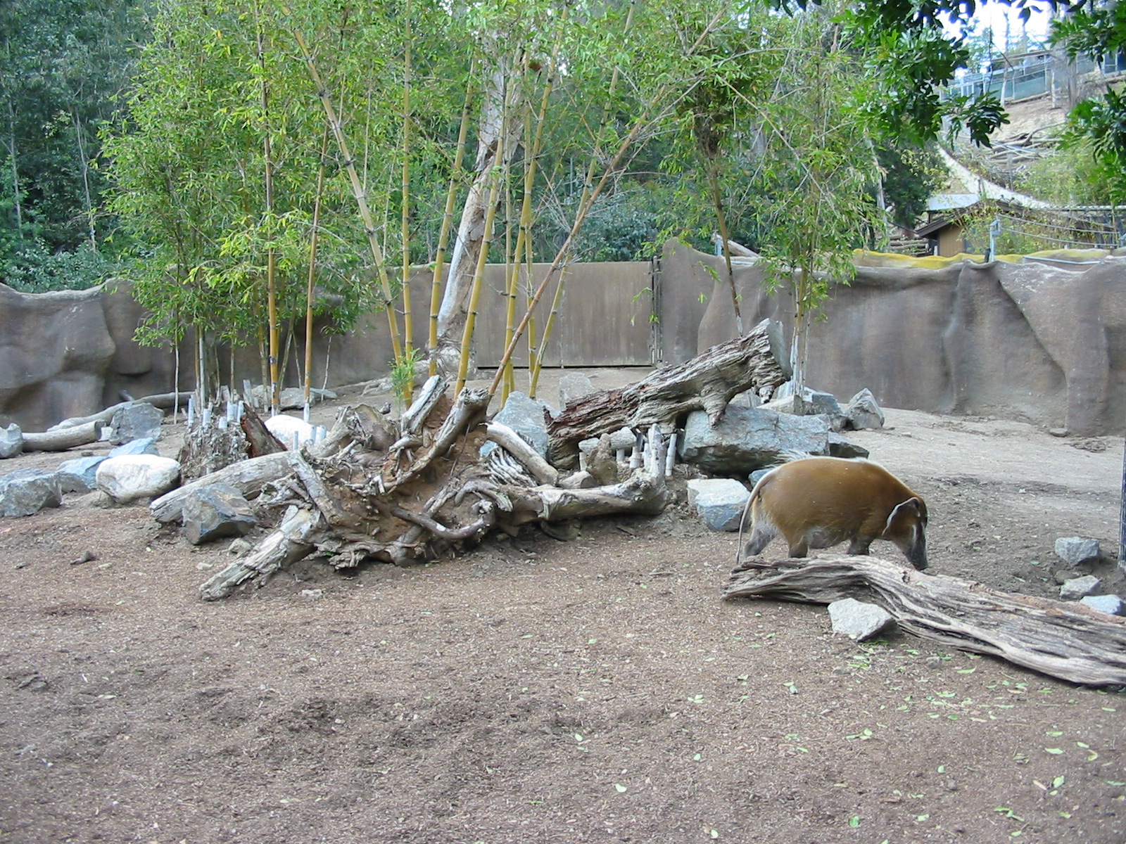 San Diego Zoo 2003 - Red River Hog exhibit