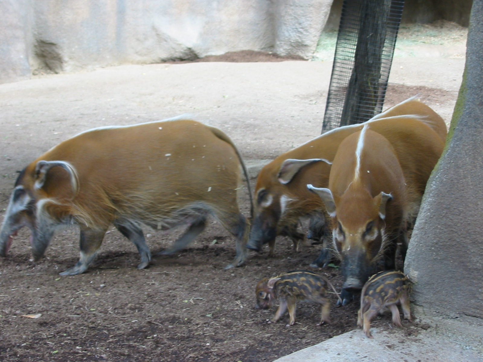 San Diego Zoo 2003 - Red River Hogs with piglets