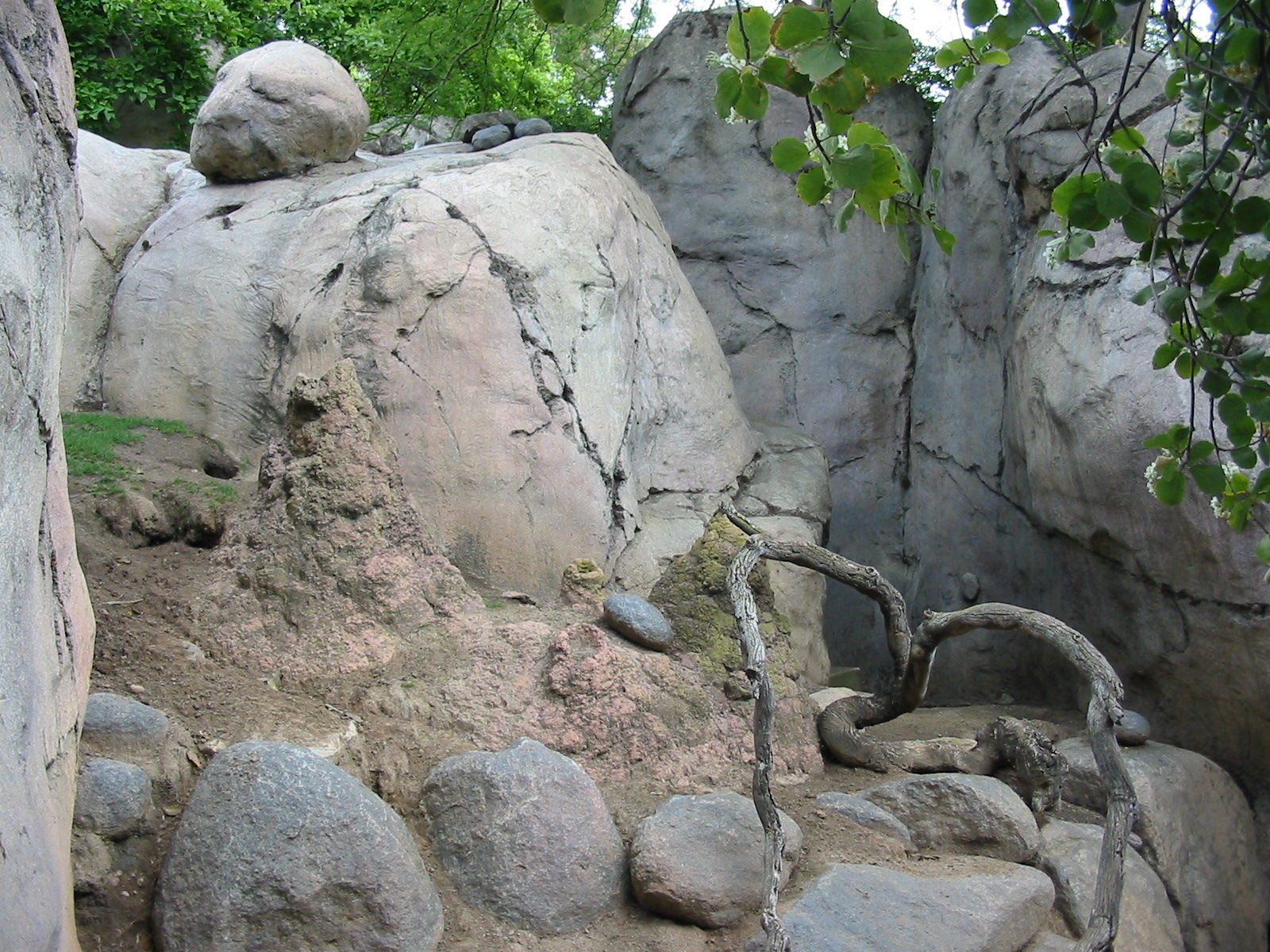 San Diego Zoo 2003 - Rock Hyrax exhibit
