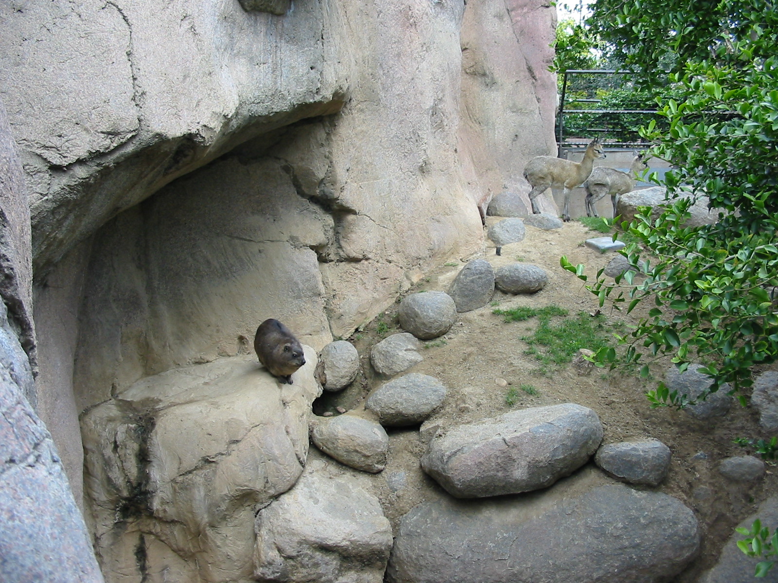 San Diego Zoo 2003 - Rock Hyrax exhibit