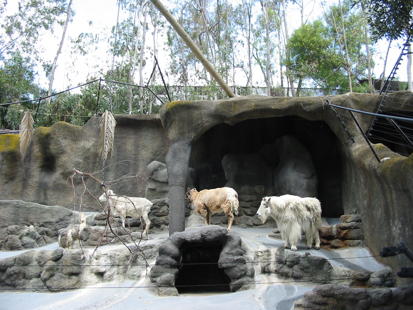 San Diego Zoo 2003 - Rocky Mountain Goat, Dalls Sheep and Bighorn Sheep