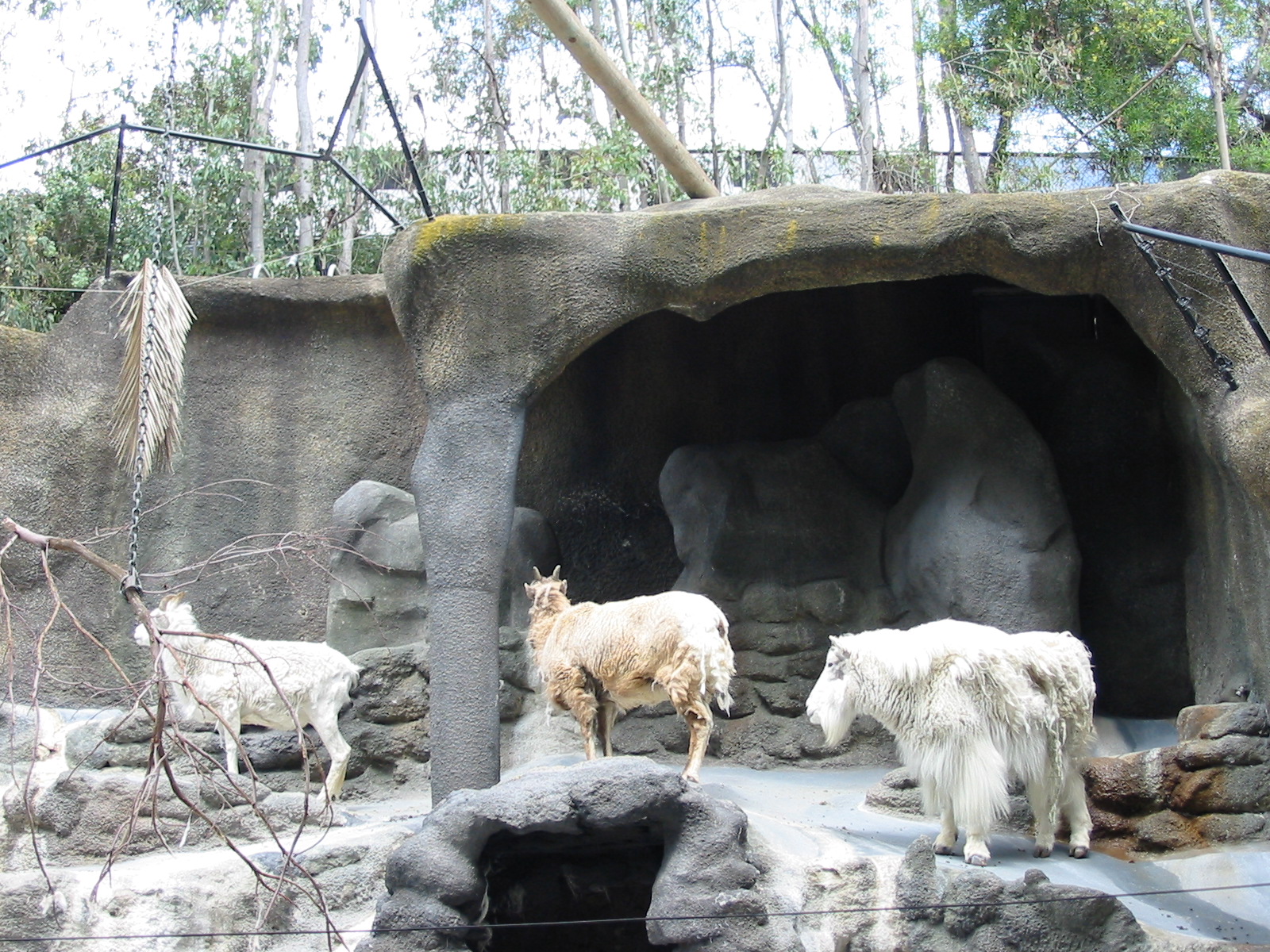 San Diego Zoo 2003 - Rocky Mountain Goat exhibit