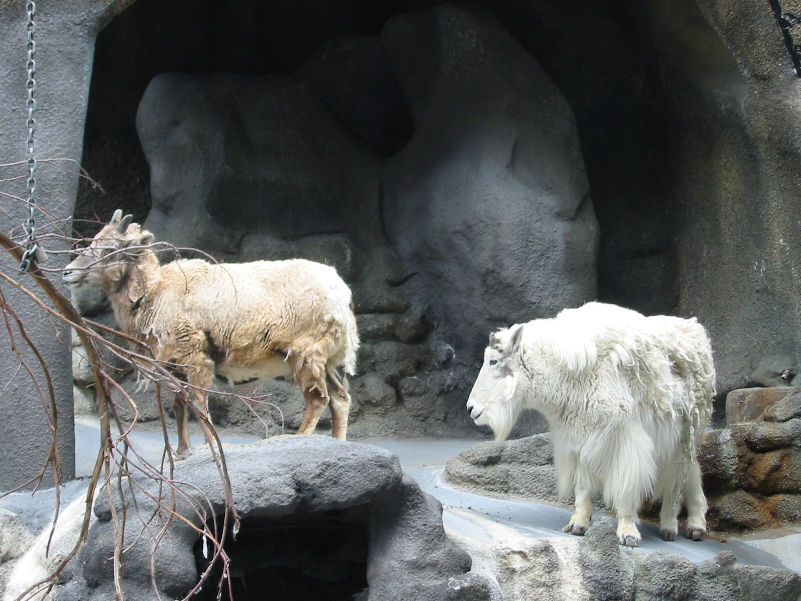 San Diego Zoo 2003 - Rocky Mountain Goats