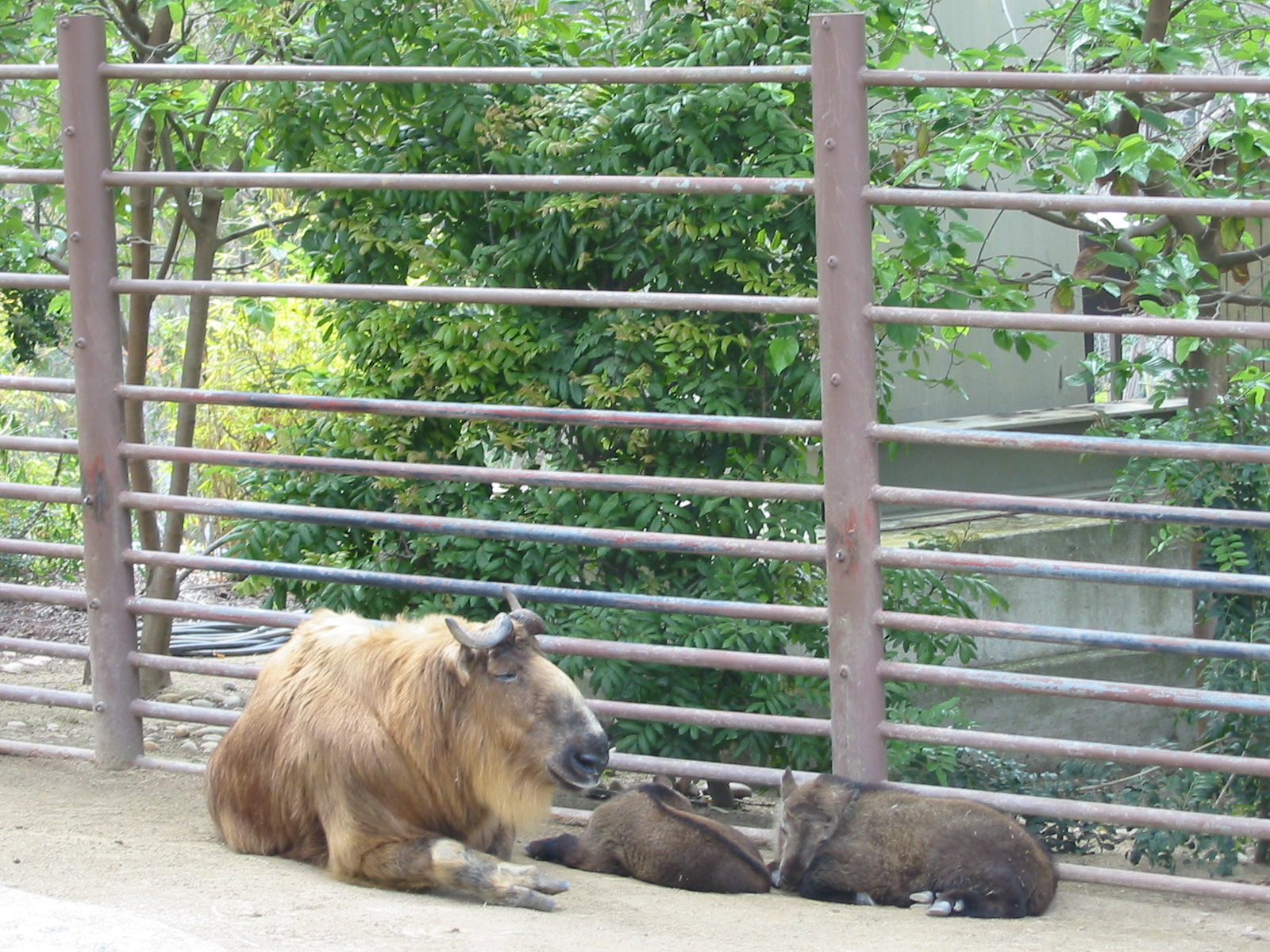 San Diego Zoo 2003 - Sichuan Takin with two kids