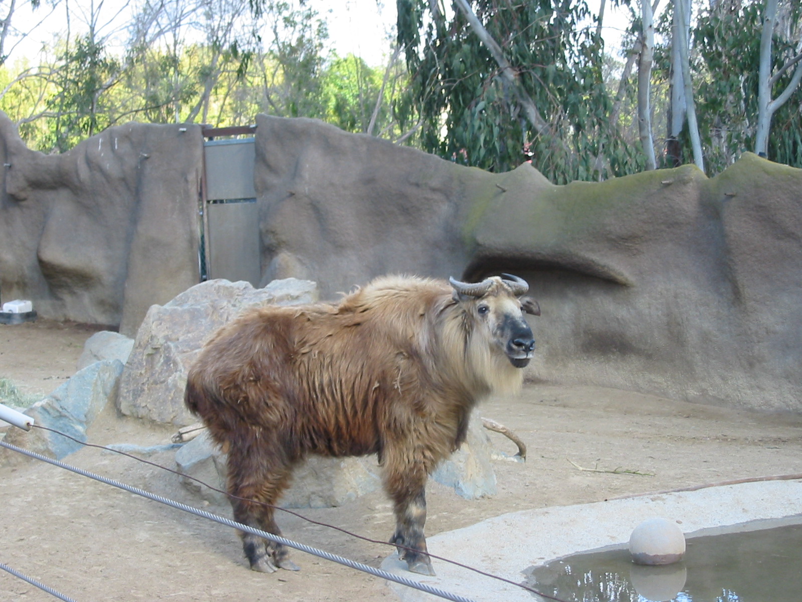 San Diego Zoo 2003 - Sichuan Takin