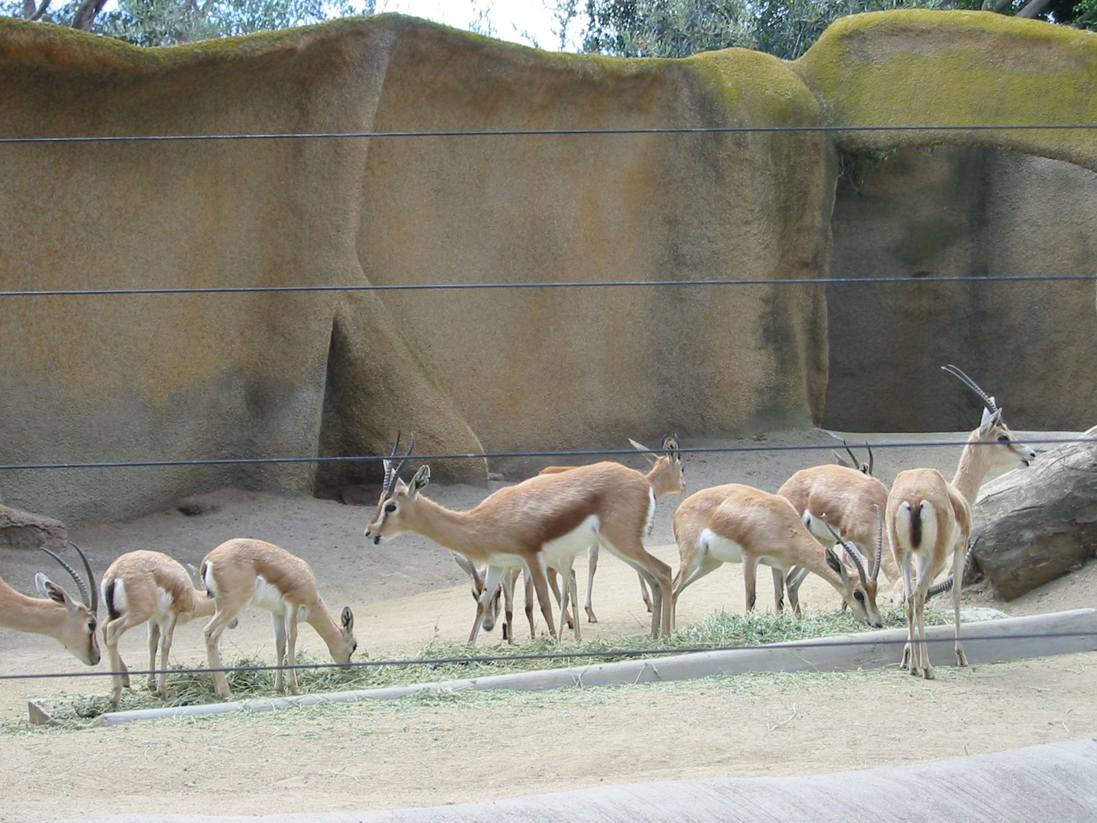 San Diego Zoo 2003 - Slender-horned Gazelle