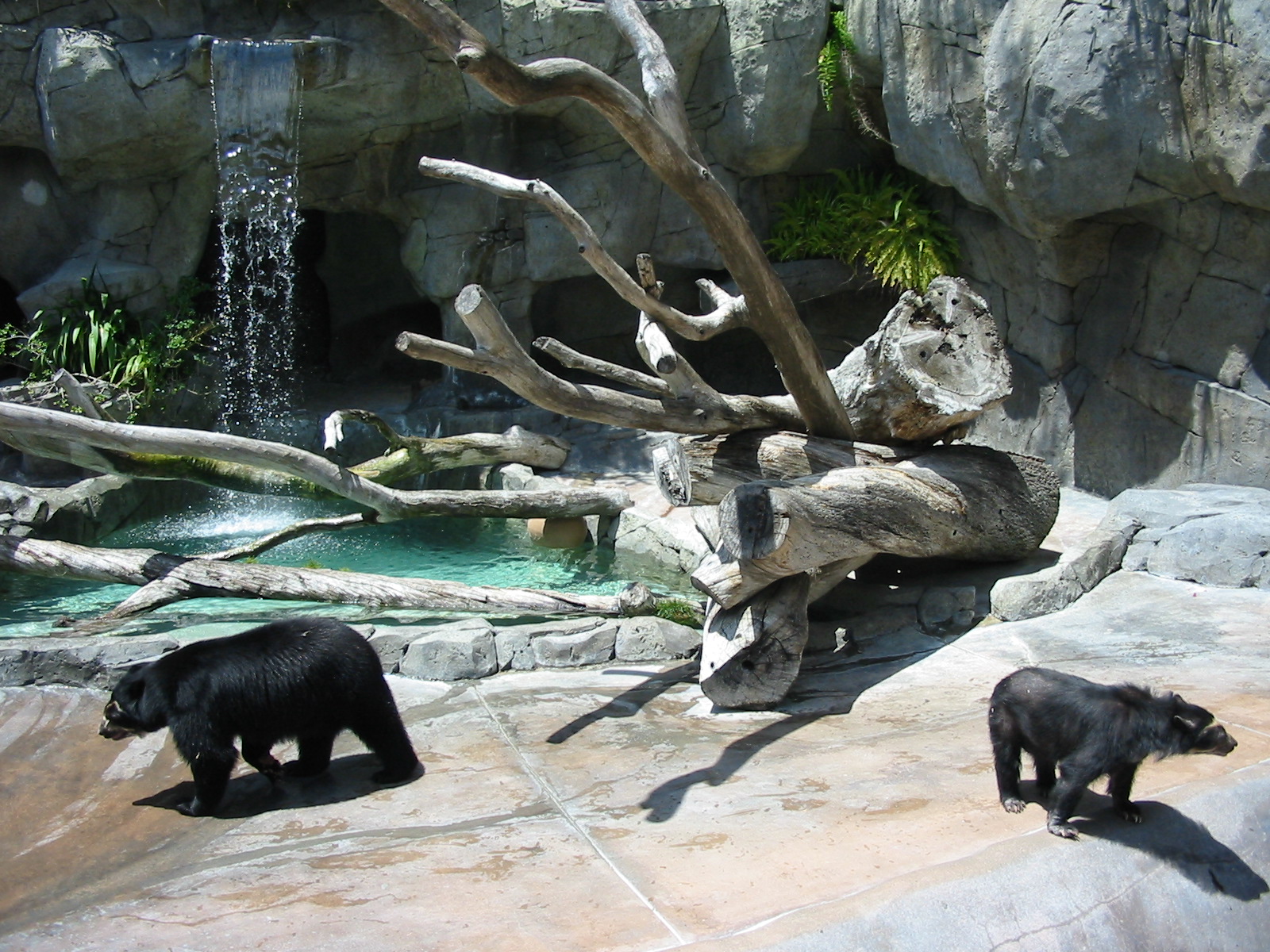 San Diego Zoo 2003 - Spectacled Bear exhibit in Bear Canyon