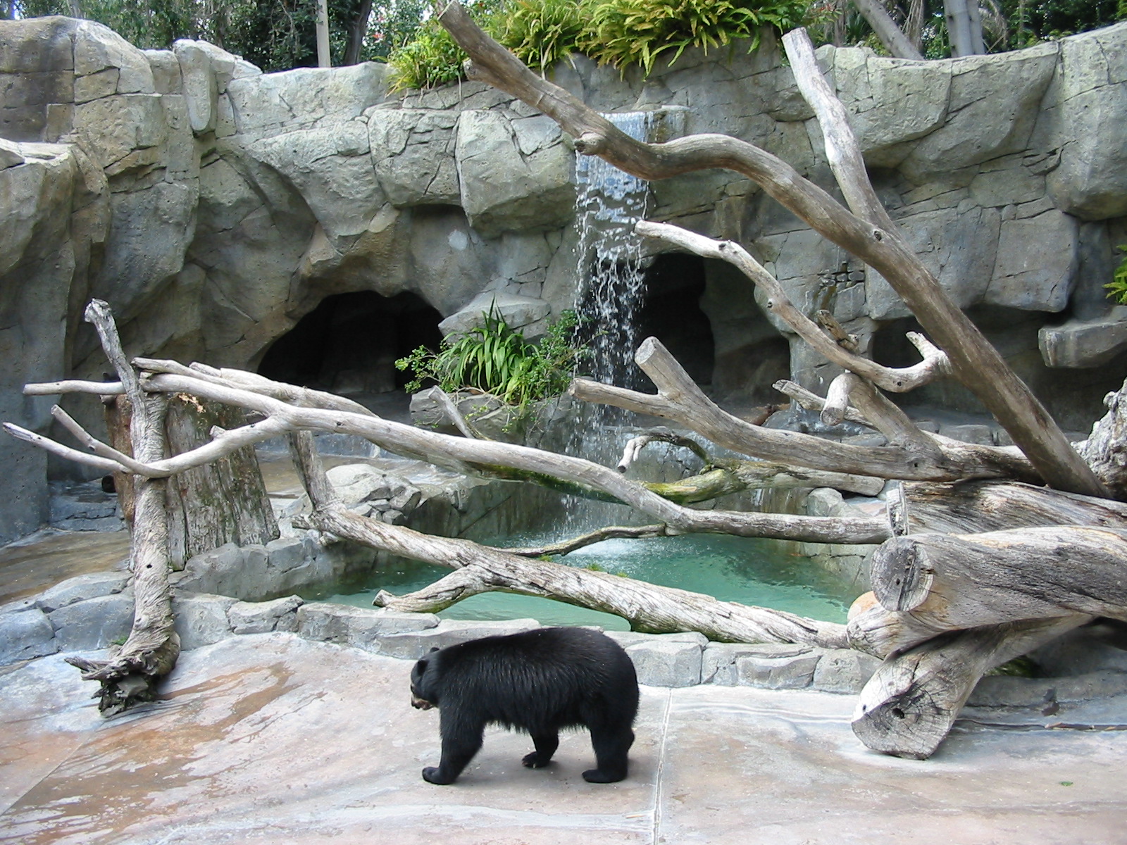 San Diego Zoo 2003 - Spectacled Bear exhibit in Bear Canyon