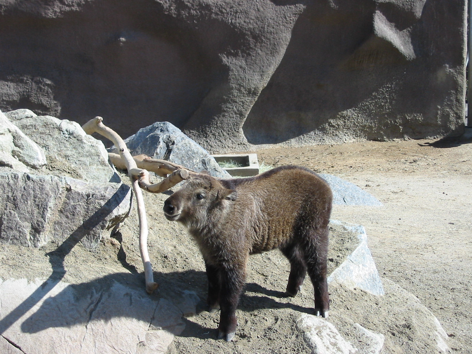 San Diego Zoo 2003 - Takin calf