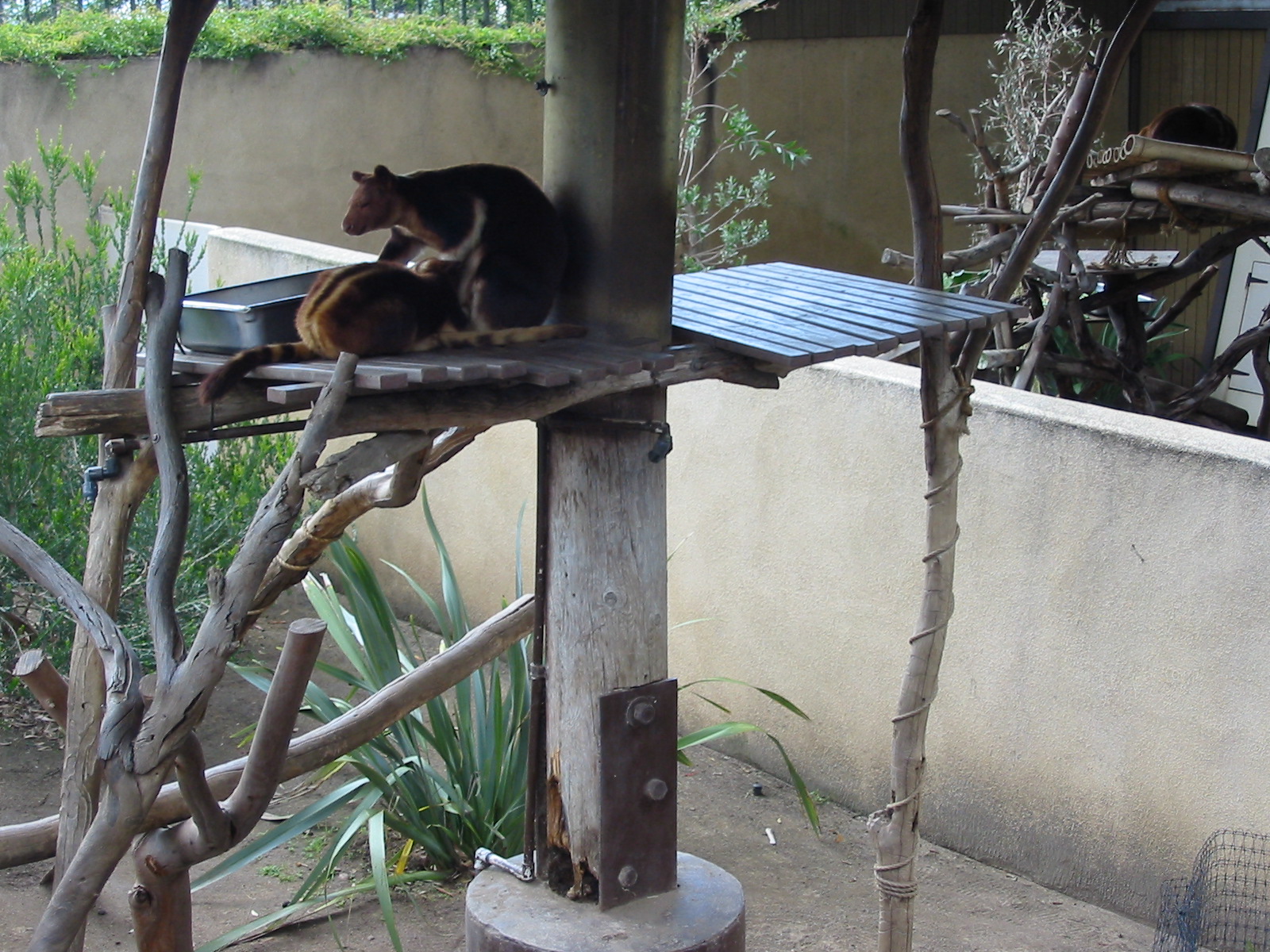 San Diego Zoo 2003 - Tree Kangaroo exhibit