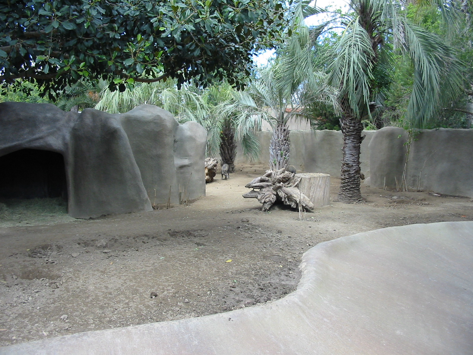San Diego Zoo 2003 - Visayan Warty Pig exhibit in Horn and Hoof Mesa