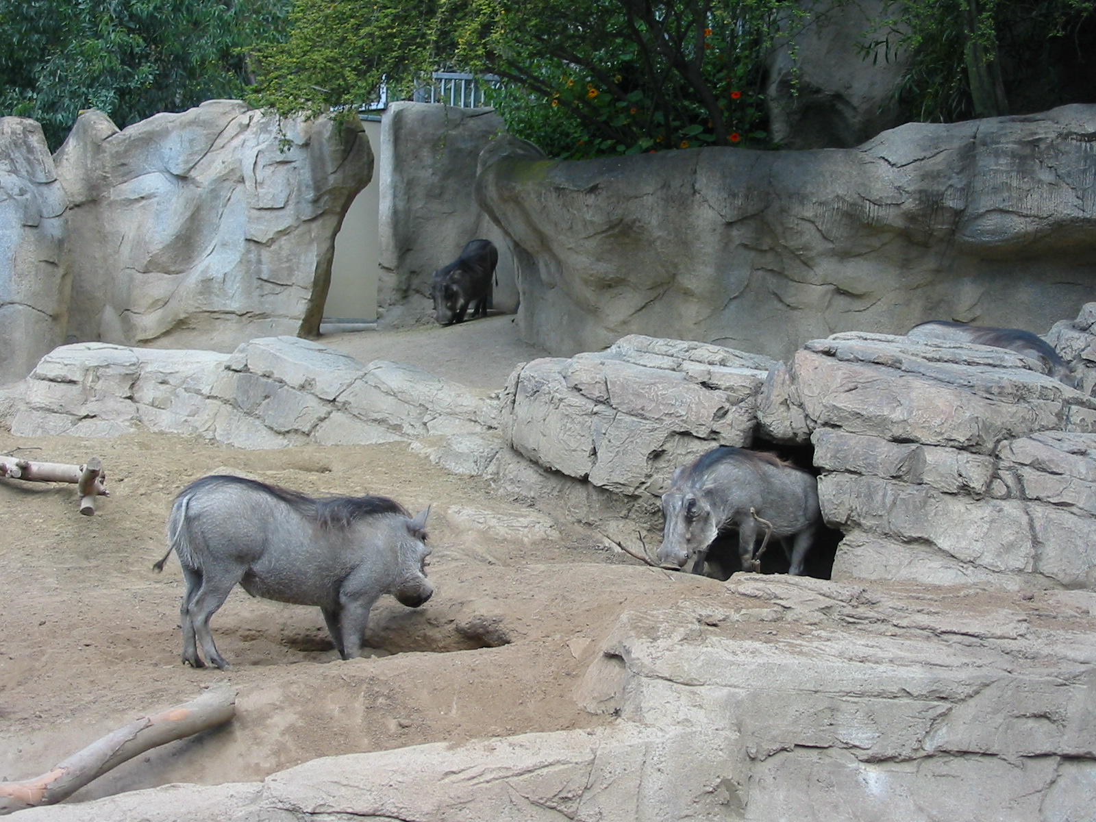 San Diego Zoo 2003 - Warthog exhibit