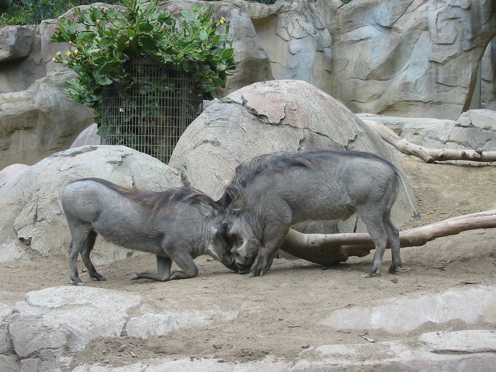 San Diego Zoo 2003 - Warthogs