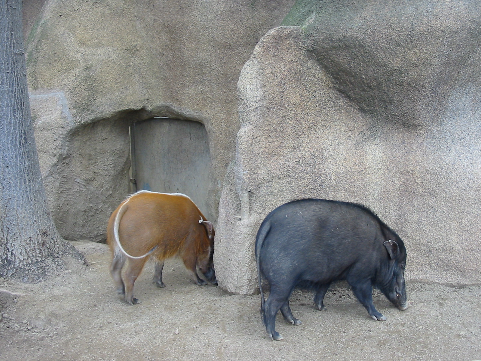 San Diego Zoo 2003 - Western Giant Forest Hog or not