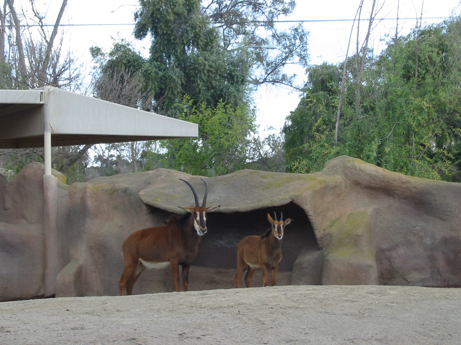 San Diego Zoo 2003 - Zambian Sable Antelope in Horn and Hoof Mesa