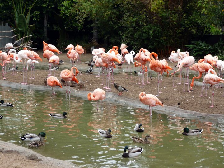 San Diego Zoo 24.09.2010