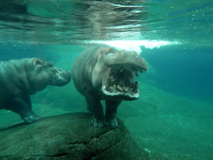 San Diego Zoo 24.09.2010