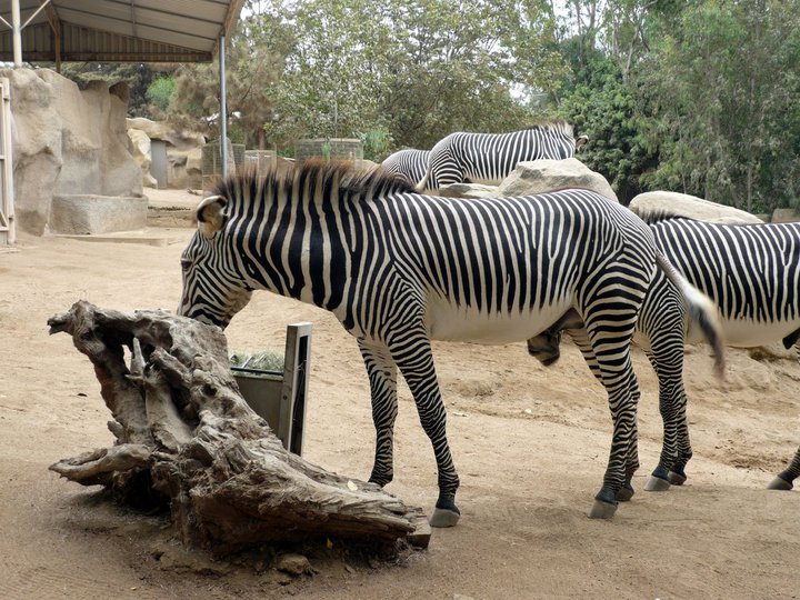 San Diego Zoo 24.09.2010