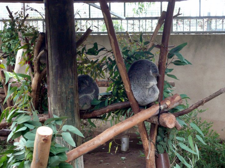 San Diego Zoo 24.09.2010