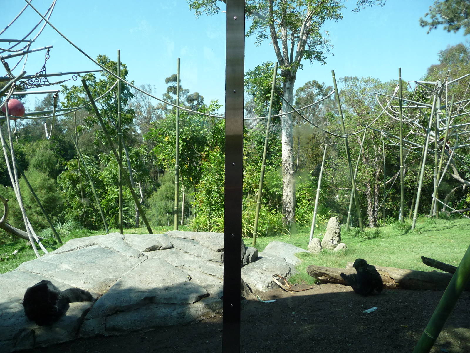 San Diego Zoo - Absolutely Apes