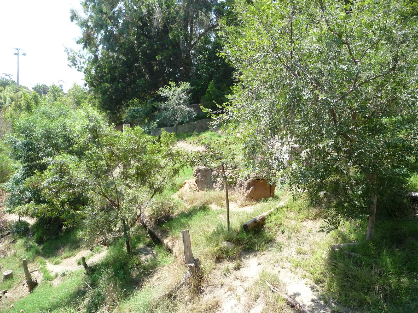 San Diego Zoo - African Wild Dog Exhibit