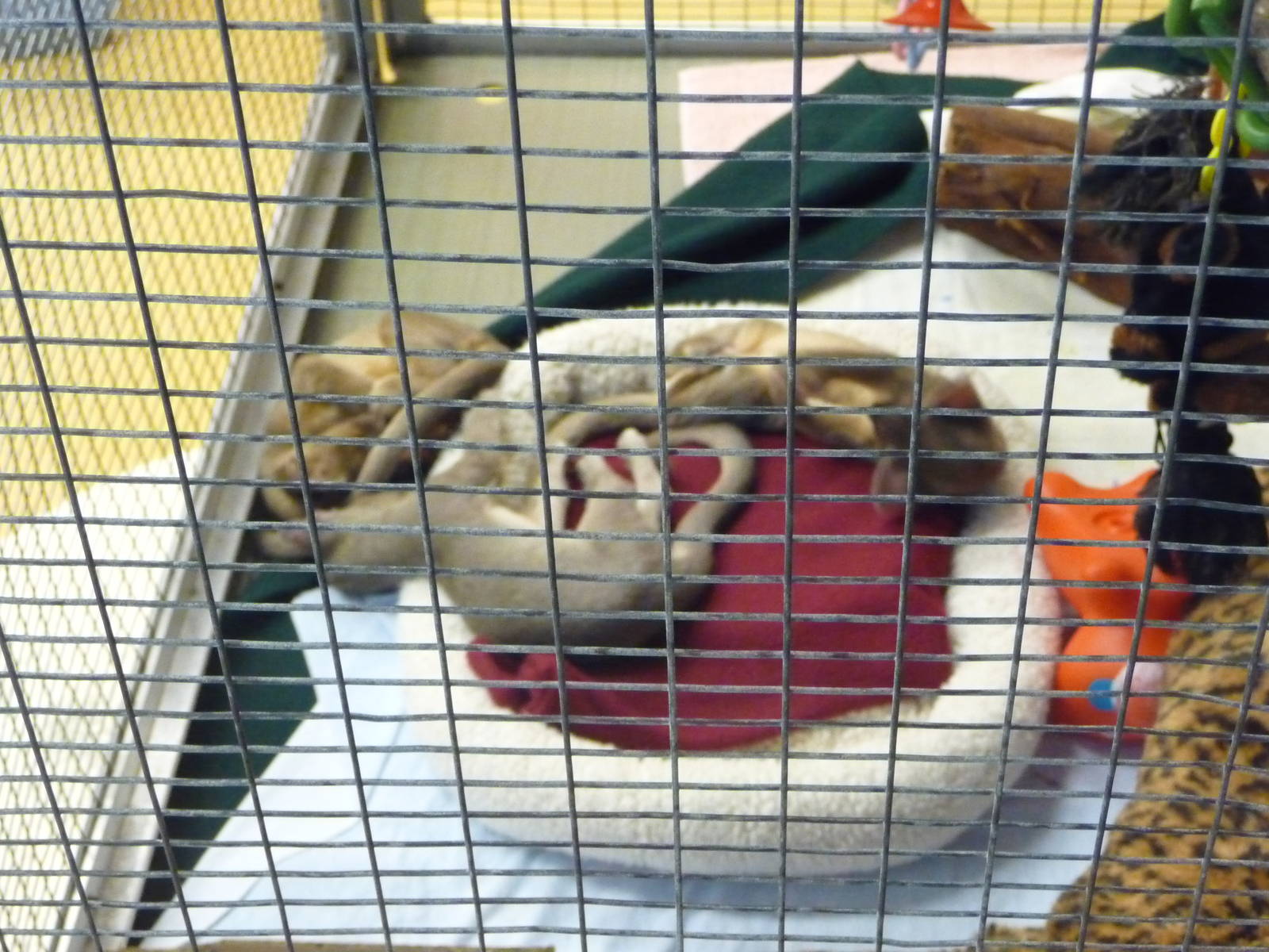 San Diego Zoo - Baby Fossas