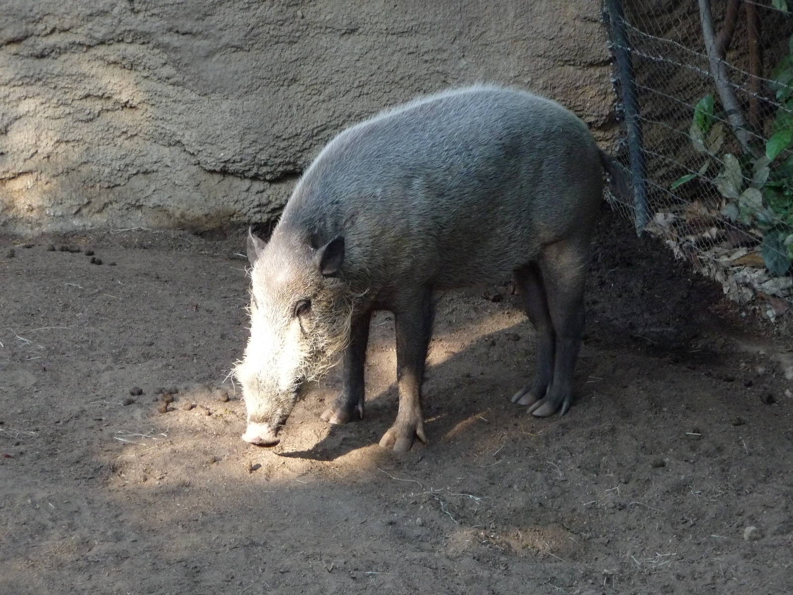 San Diego Zoo - Bornean Bearded Pig