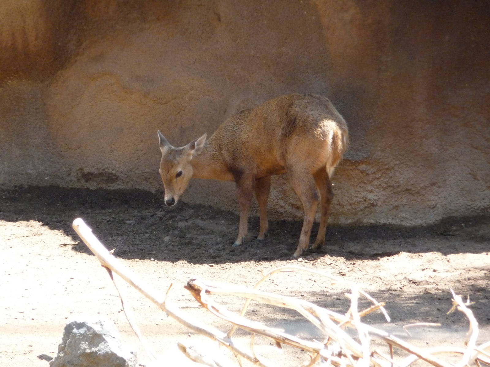 San Diego Zoo - Calamian Deer