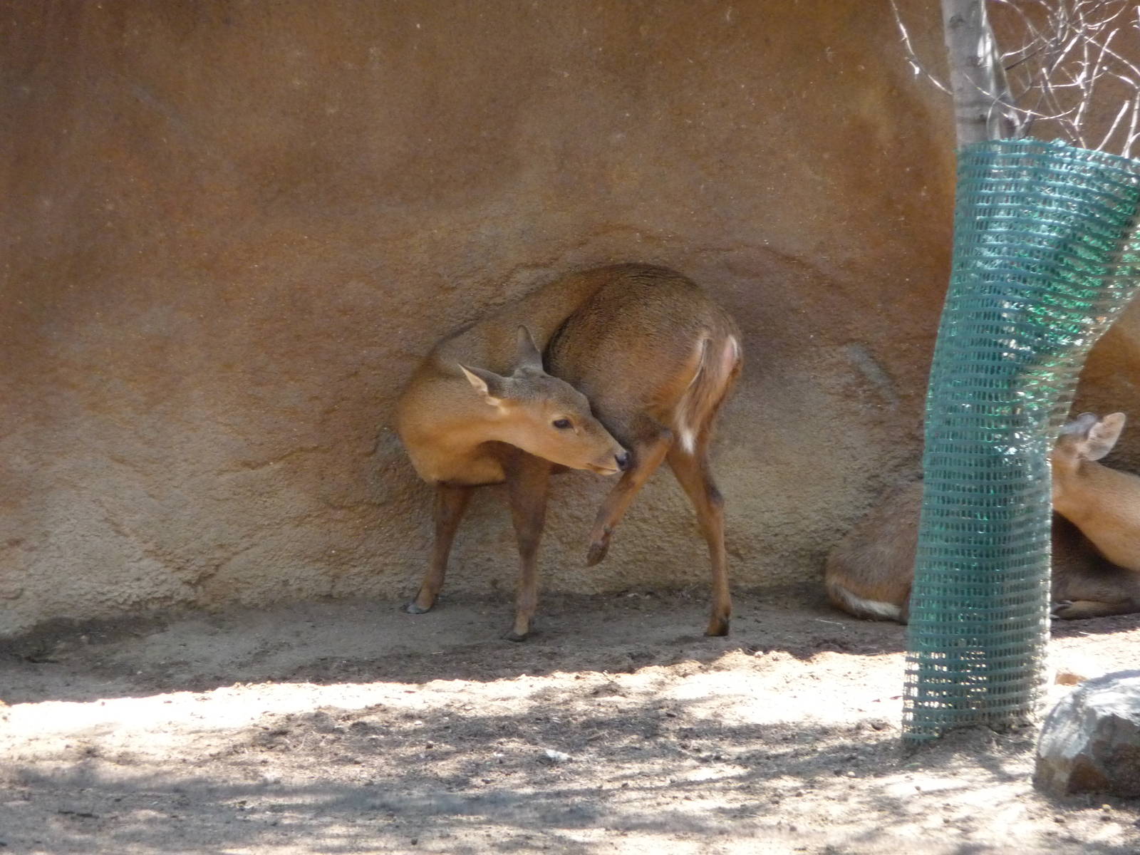 San Diego Zoo - Calamian Deer