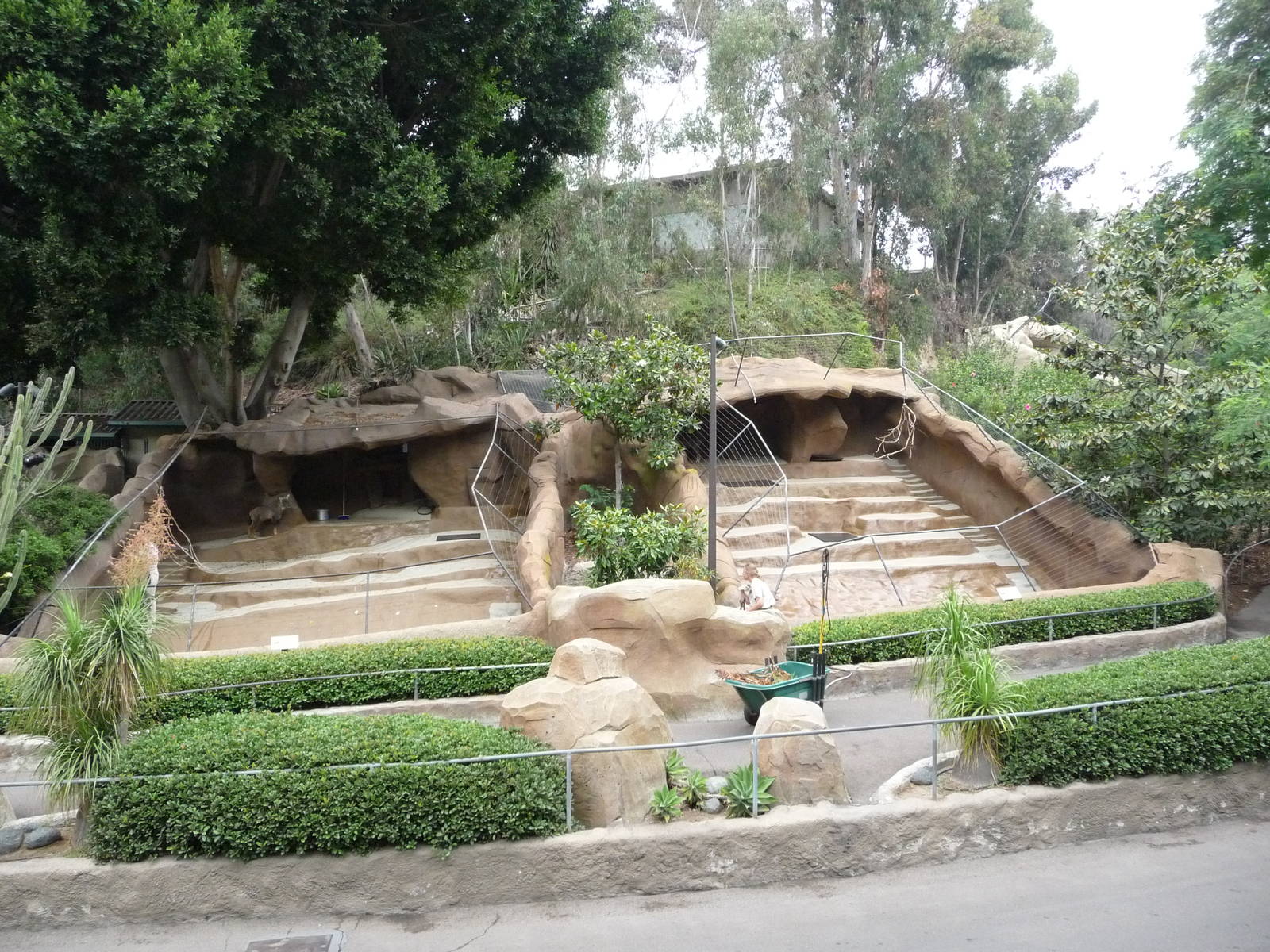San Diego Zoo - Chinese Goral Mountain Goat Exhibits