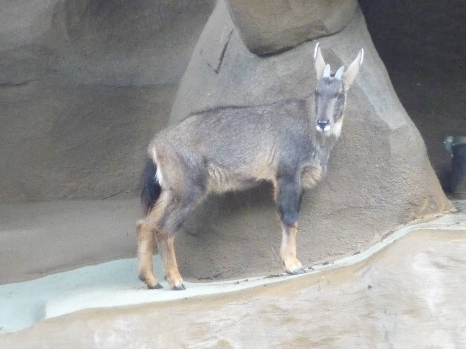 San Diego Zoo - Chinese Goral