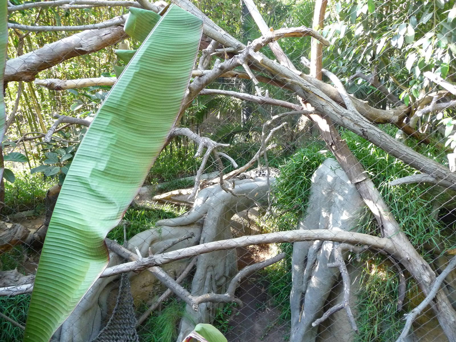 San Diego Zoo - Clouded Leopard Exhibit