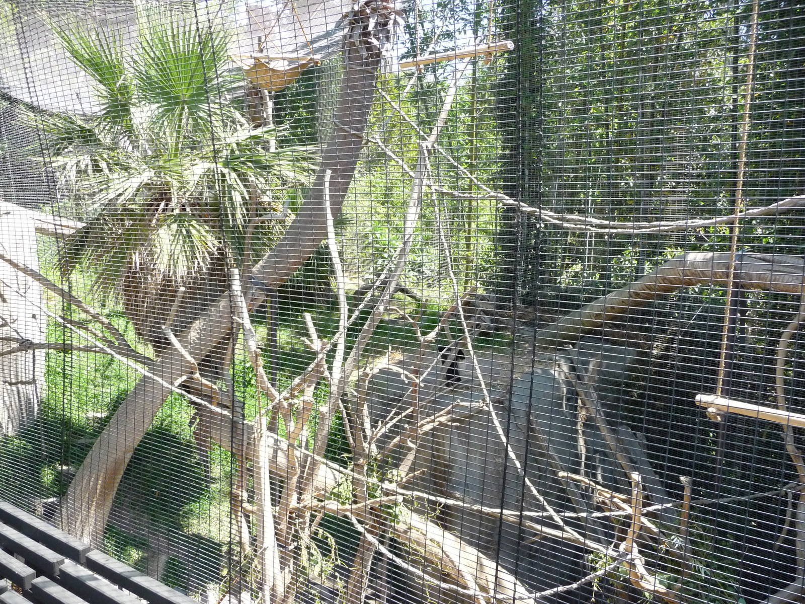 San Diego Zoo - Colobus Monkey Exhibit