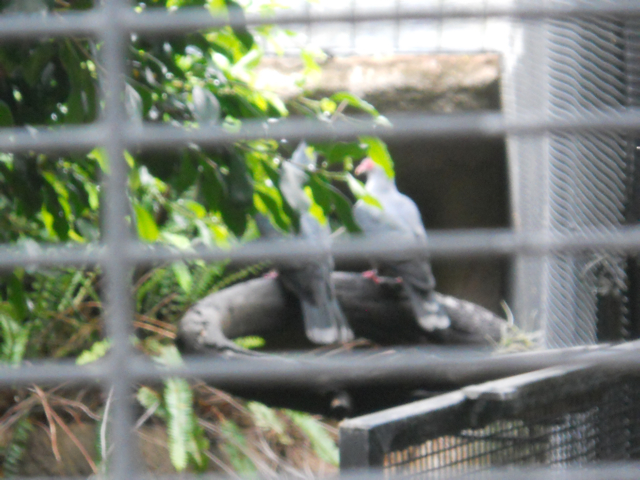 SAN DIEGO ZOO COMMITS KAGU FRAUD!