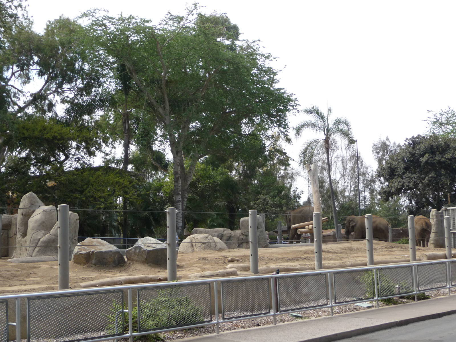 San Diego Zoo - Elephant Exhibit