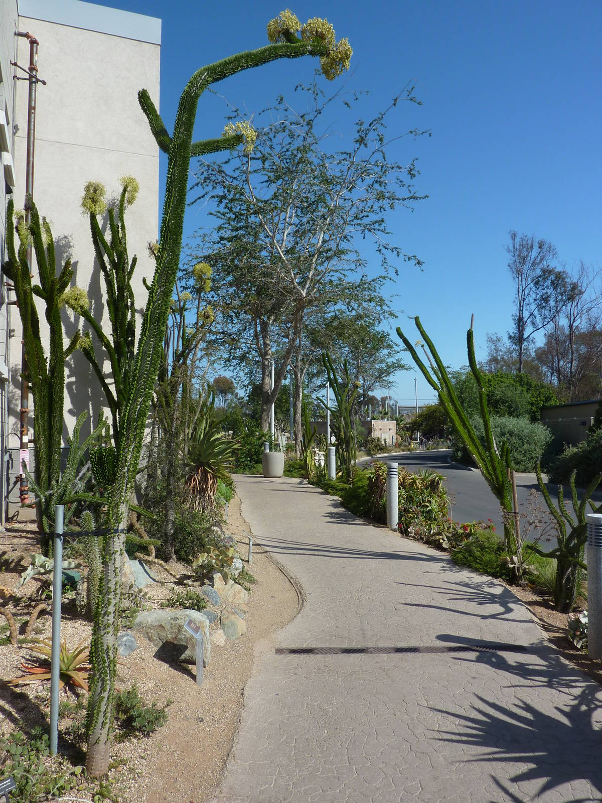 San Diego Zoo - Elephant Odyssey Alluaudia