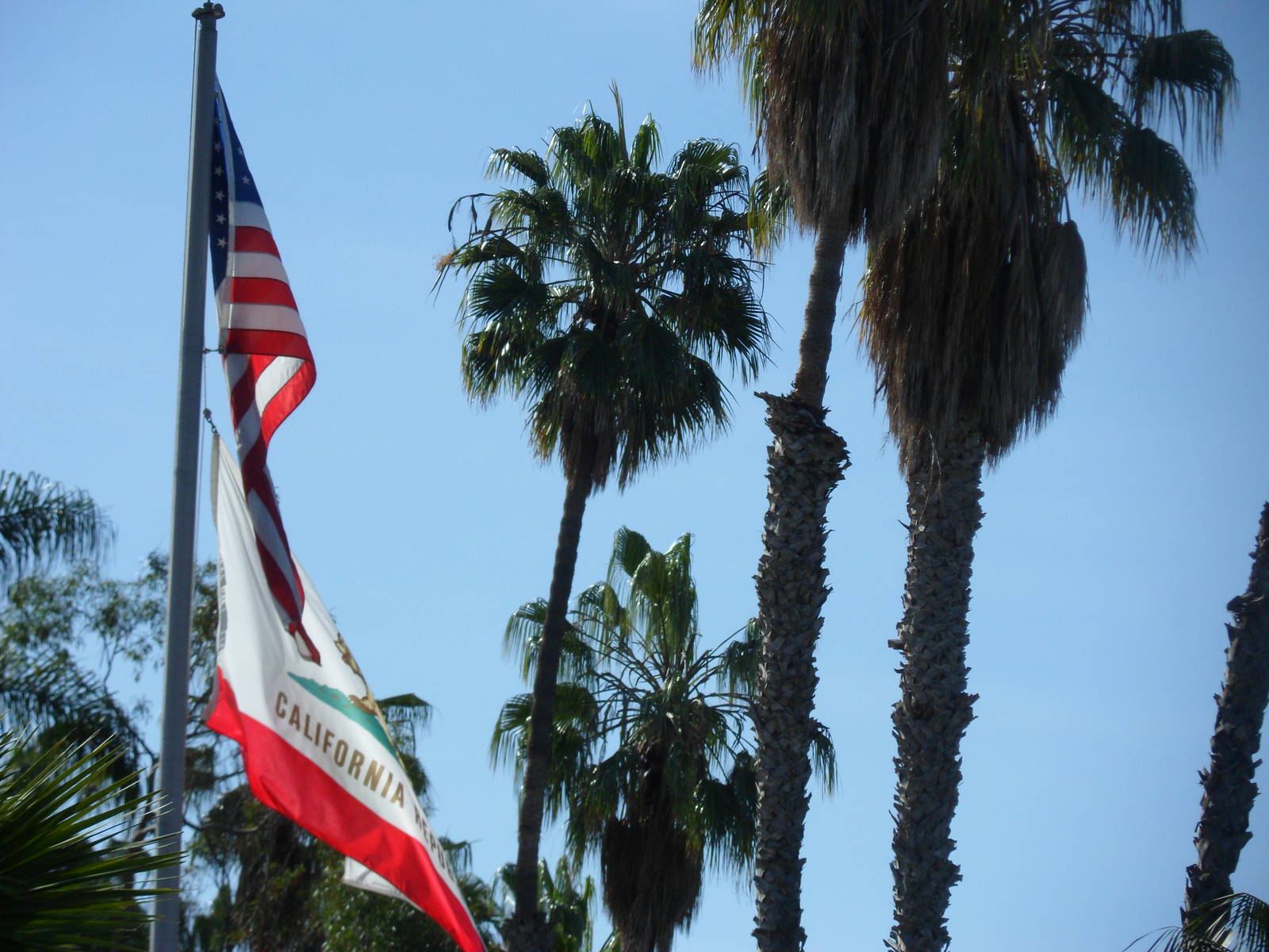 San Diego Zoo Enterence Flags